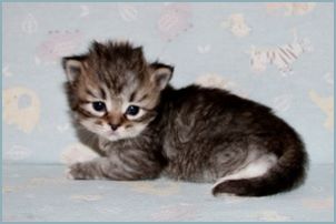 Male Siberian Kitten from Deedlebug Siberians